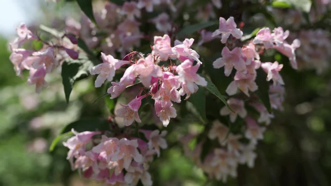 花园里的金银花视频素材