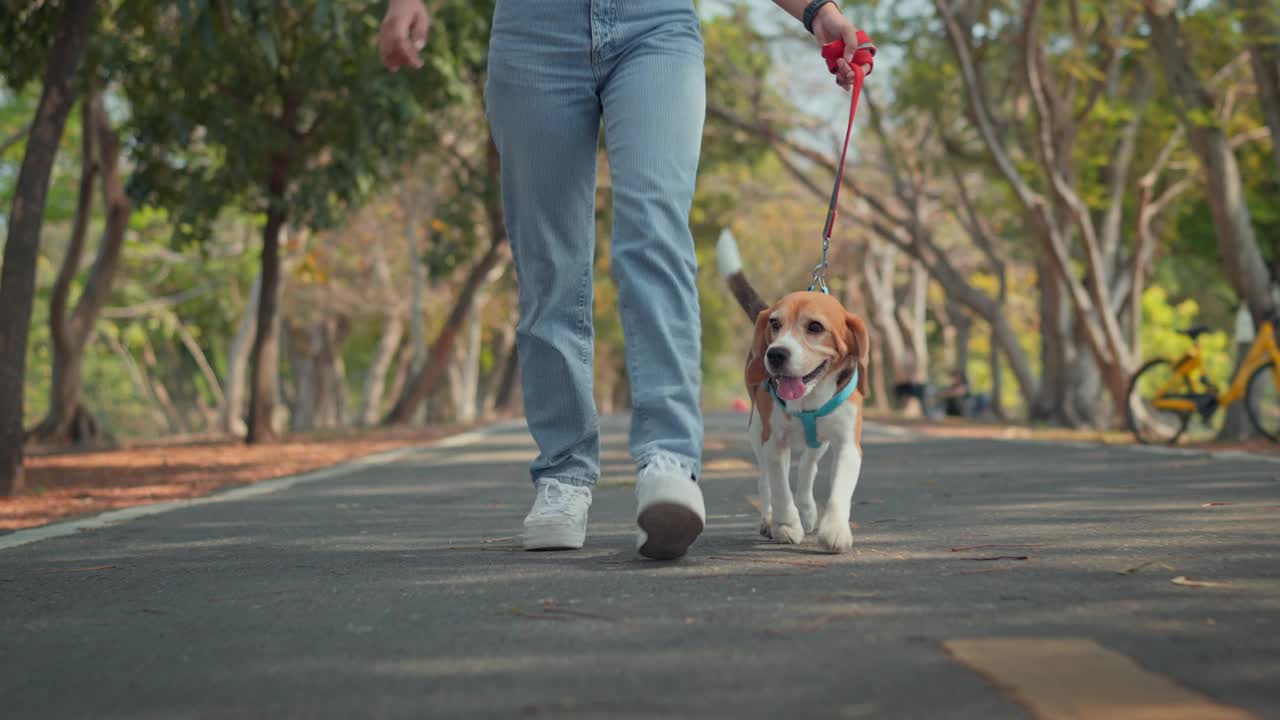 快乐的比格犬与女主人早上在公园散步。一名妇女在户外牵着皮带控制狗。视频素材