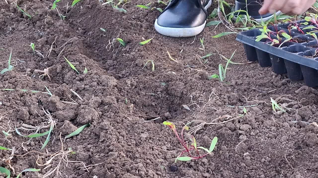 女人的手在花园里种甜菜根视频素材