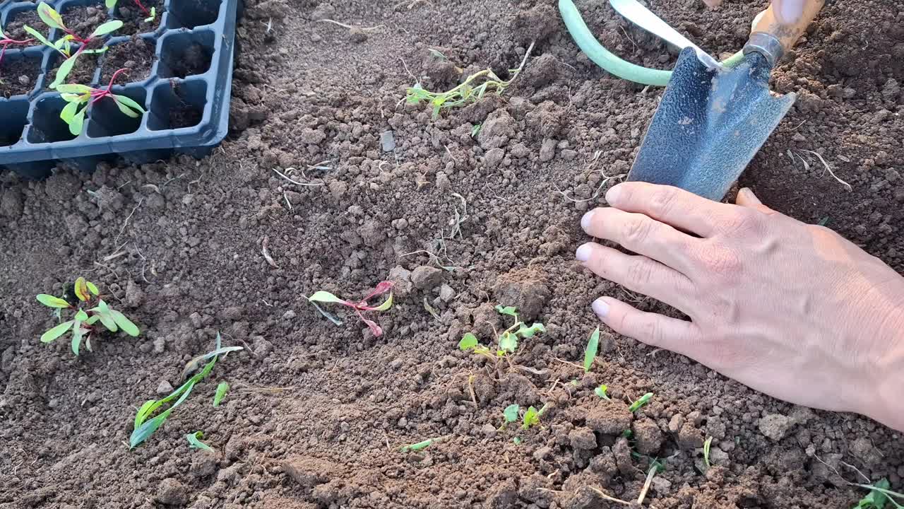 花园里的雌甜菜苗视频素材