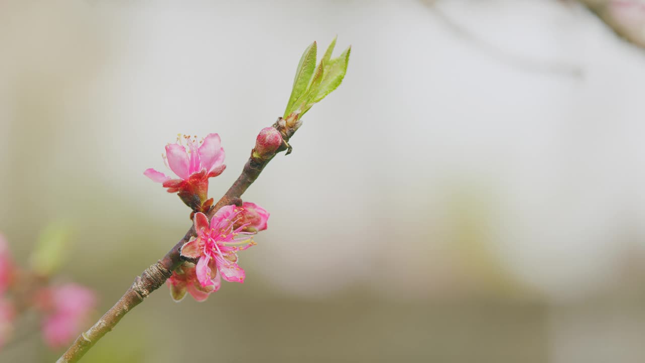 早春温暖的阳光下，杏花绽放。春花背景。关闭了。视频素材