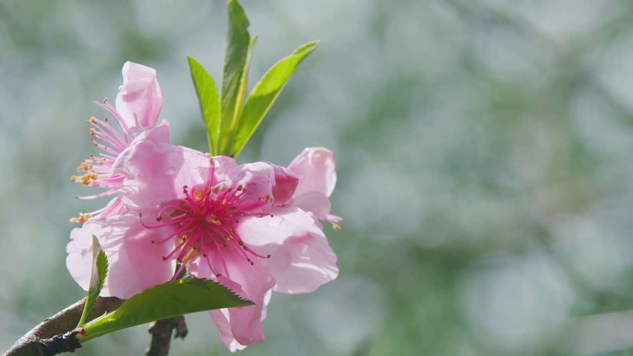 春天。春天的杏花在树枝上。植物开花概念。关闭了。视频素材