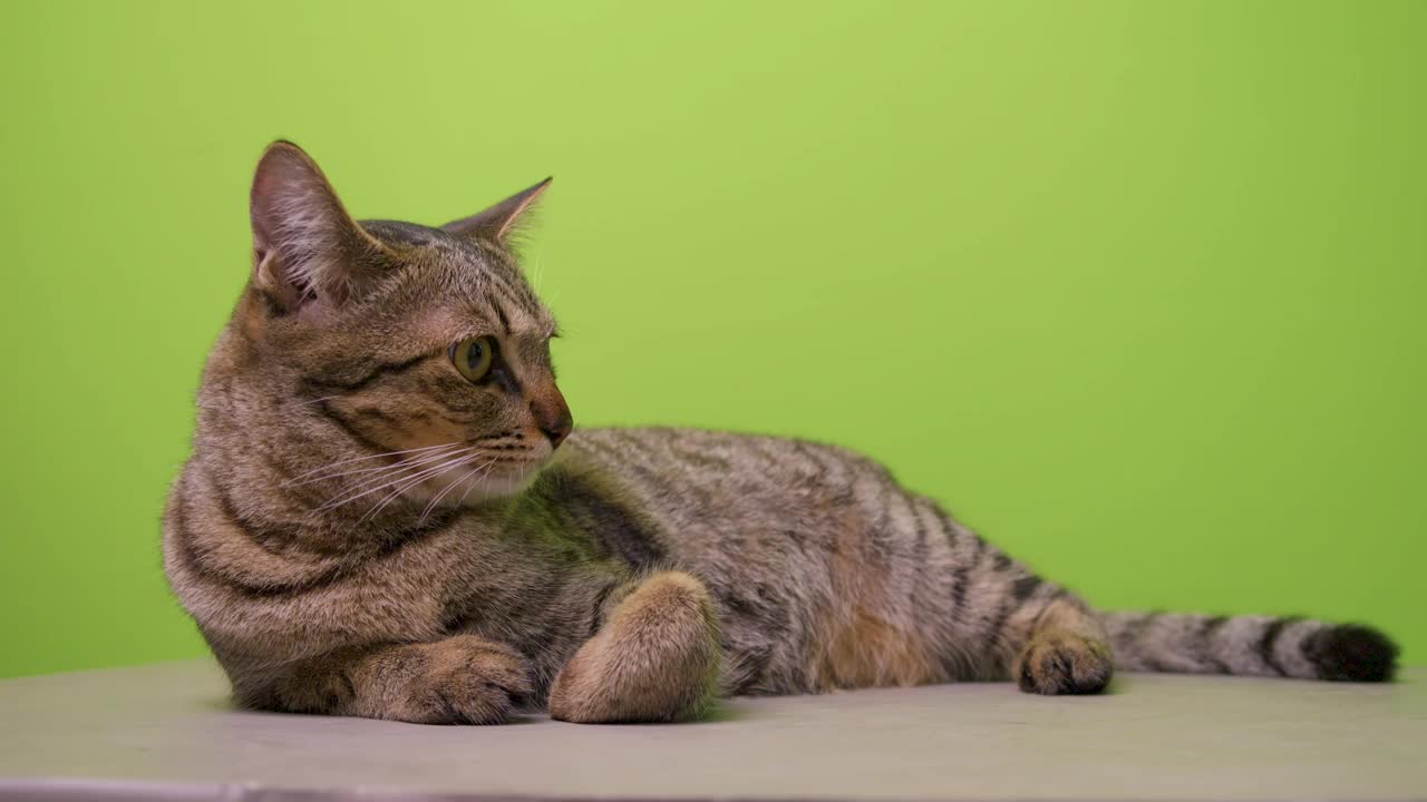 虎斑猫躺在绿色背景的地板上视频下载