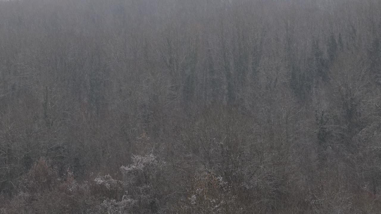 雪落在森林里。冬季的森林景观。飘雪的森林景观。大雪落在树上。落在光秃秃的树林里的雪视频下载