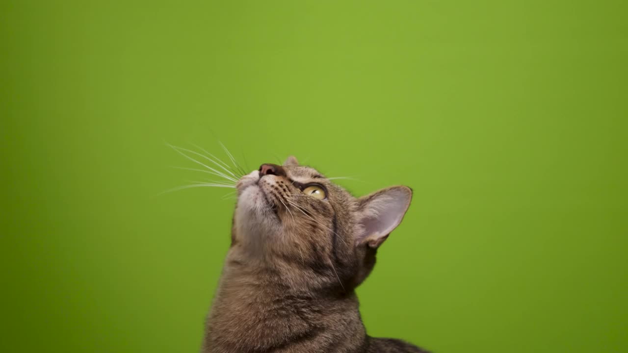 猫舔它的嘴唇孤立在绿色视频下载