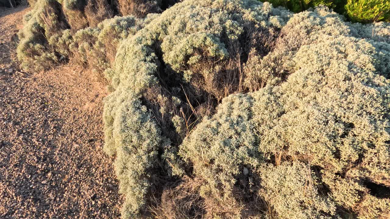 莫宁顿半岛海岸景观视频素材