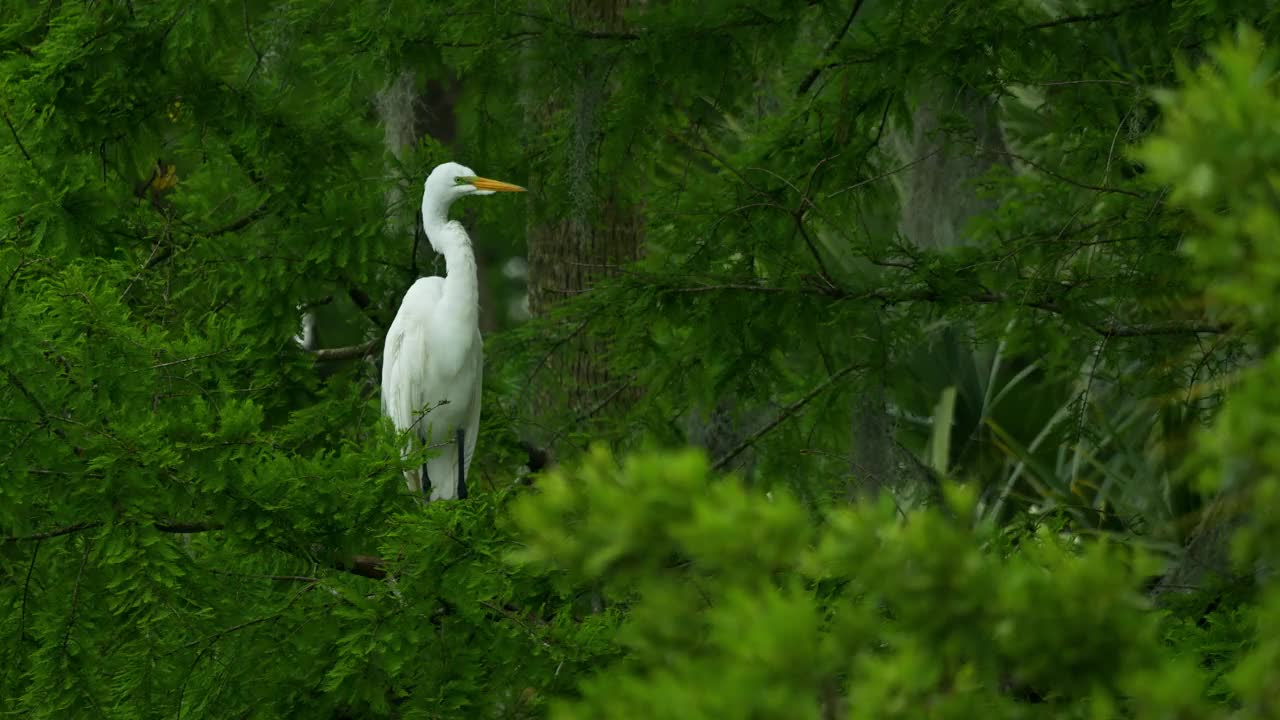 大白鹭栖息在树上，整理羽毛，飞离，多风的佛罗里达湿地视频素材