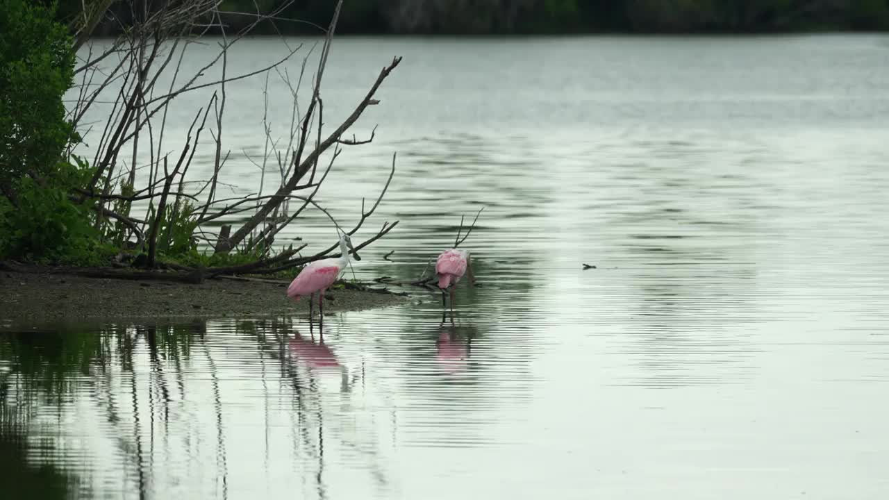 两只琵鹭在海岸线附近平静的浅水中涉水，一只飞离了佛罗里达湿地视频素材