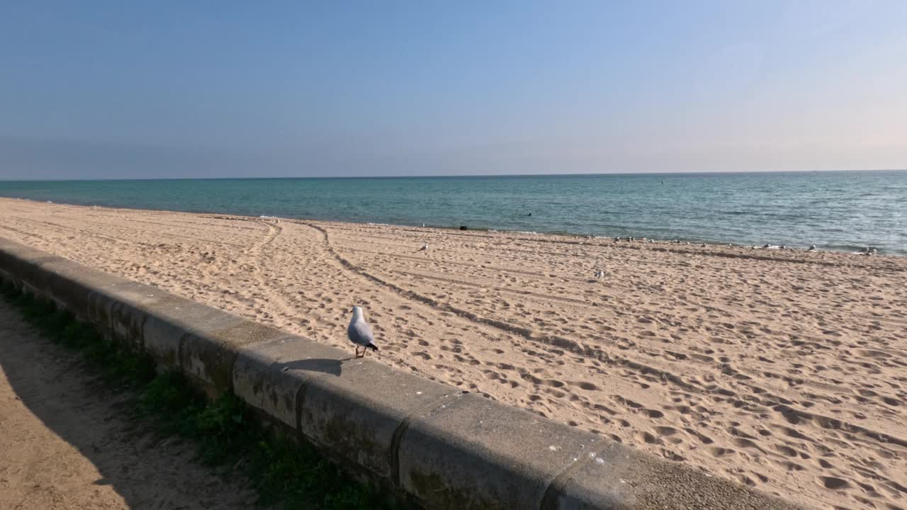 海鸥飞过德罗玛纳海滩视频素材