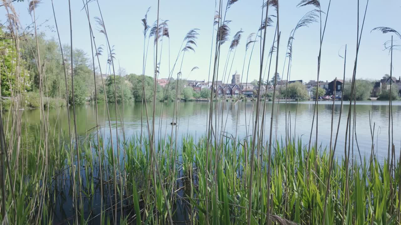 当鸭子在迪斯公园湖游泳时，高高的芦苇平静的湖边景色视频素材