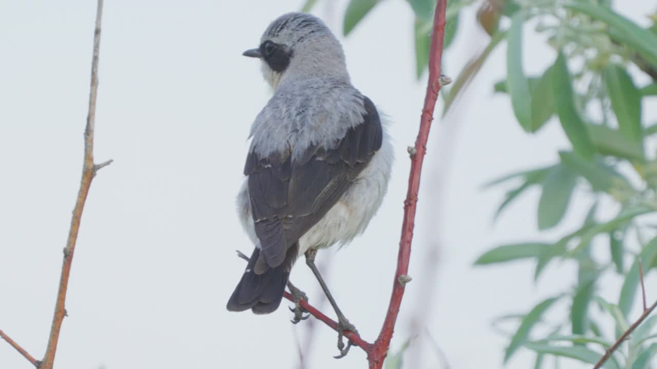 北方麦穗鸟(Oenanthe Oenanthe)雄鸟栖息在灌木丛上。视频素材