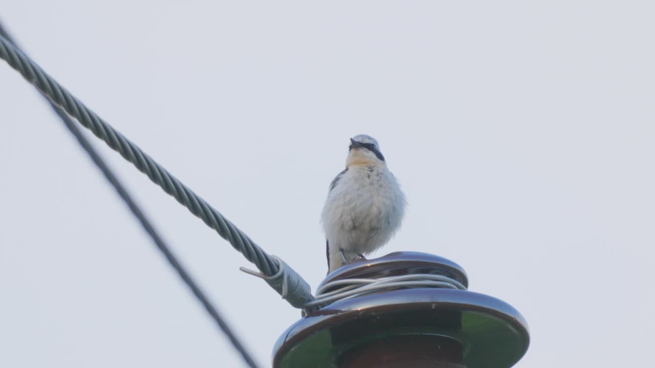 北方麦穗(Oenanthe Oenanthe)雄鸟站在电线上。视频素材