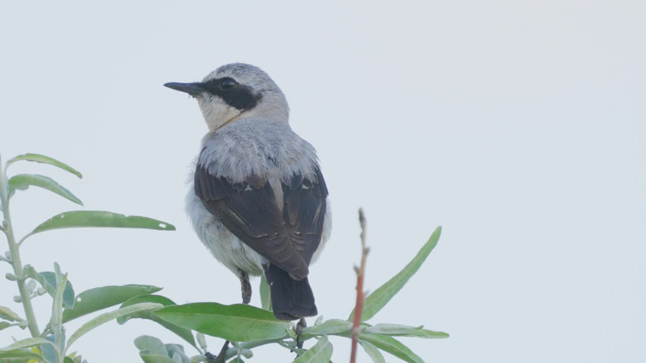 北方麦穗鸟(Oenanthe Oenanthe)雄鸟坐在灌木丛上啁啾。视频素材