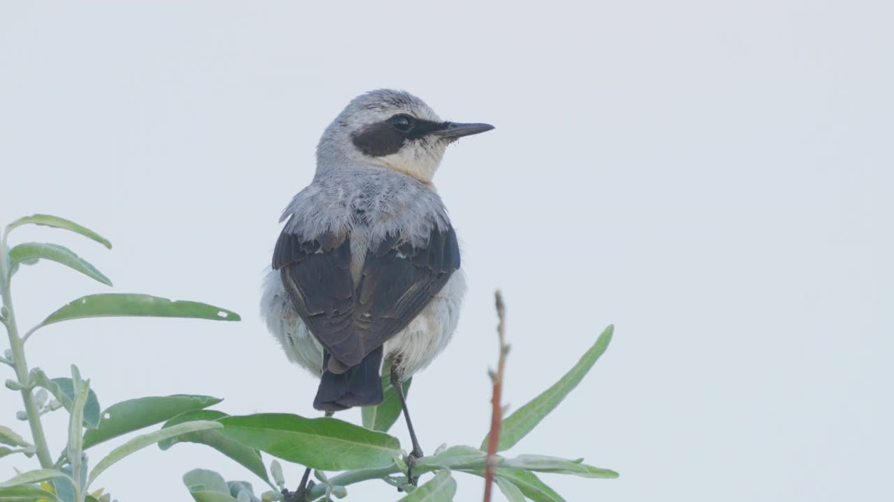 北方麦穗鸟(Oenanthe Oenanthe)雄鸟坐在灌木丛上啁啾。视频素材