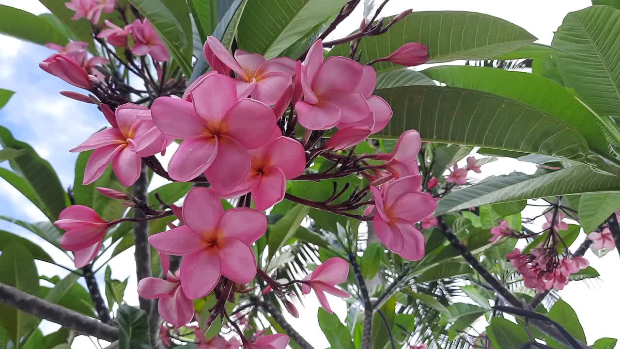 Kamboja Bali Merah或Plumeria Rubra花，盛开像一束美丽的花，茎高挂视频素材