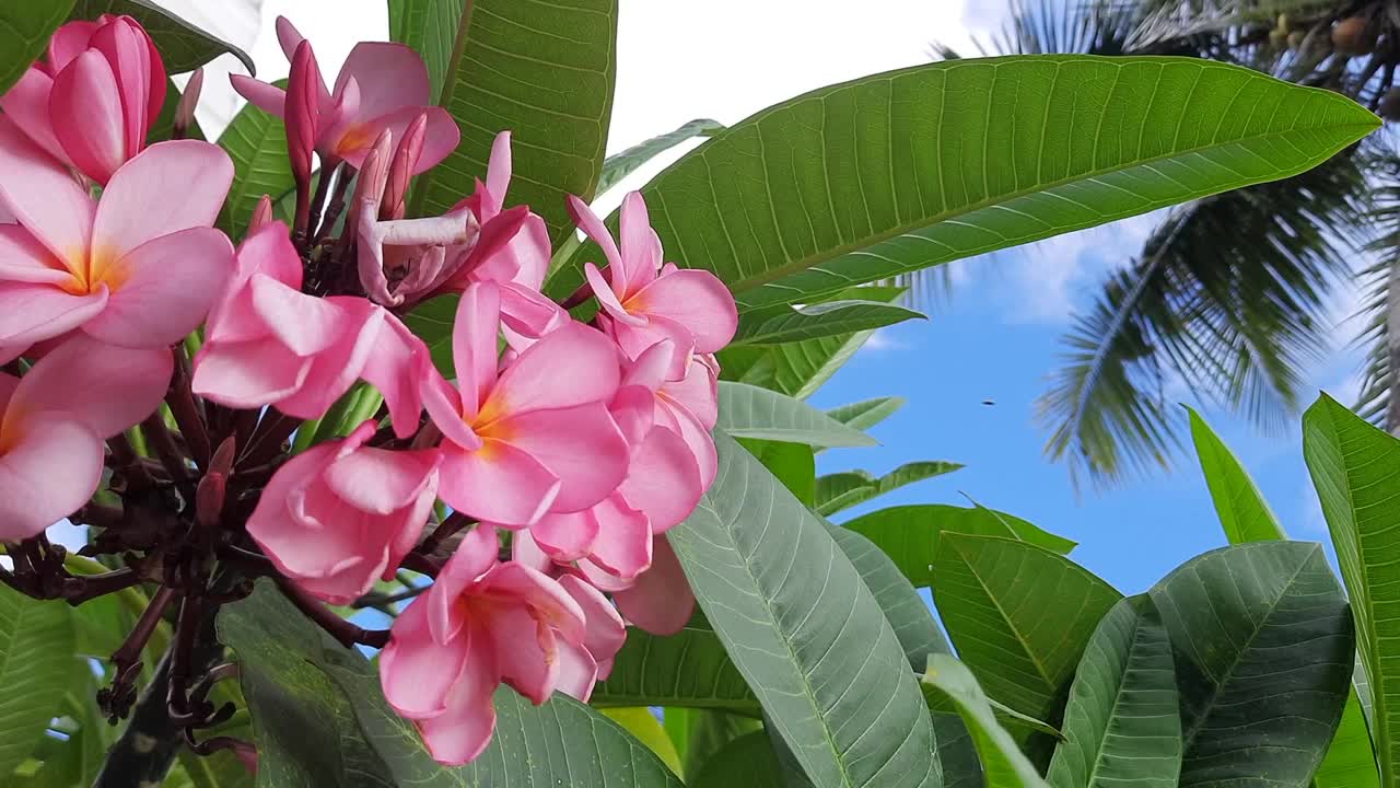 印尼语:Plumeria Rubra或Bunga Kamboja Bali merah。红花五瓣，美丽迷人。美丽的背景，自然的理念。视频素材