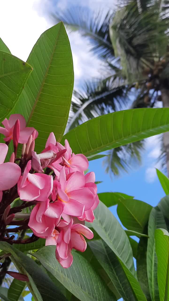 印尼语:Plumeria Rubra或Bunga Kamboja Bali merah。红花五瓣，美丽迷人。美丽的背景，自然的理念。视频素材