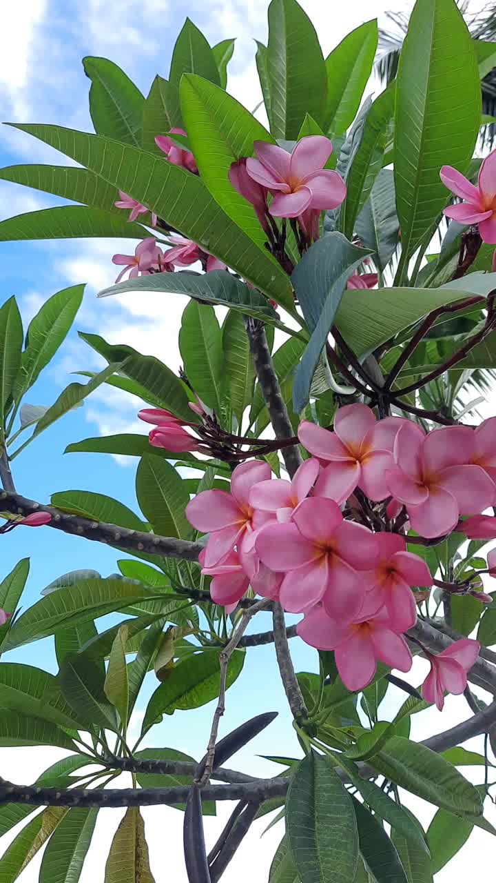 Kamboja Bali Merah或Plumeria Rubra花，盛开像一束美丽的花，茎高挂视频素材