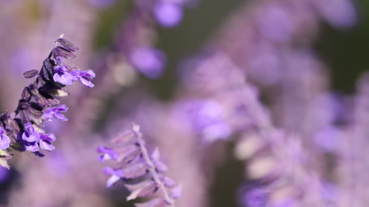 墨尔本的薰衣草花视频素材