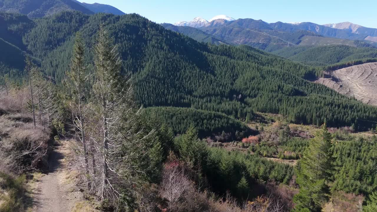 在阳光明媚的日子里，山坡上覆盖着深绿色的森林视频素材