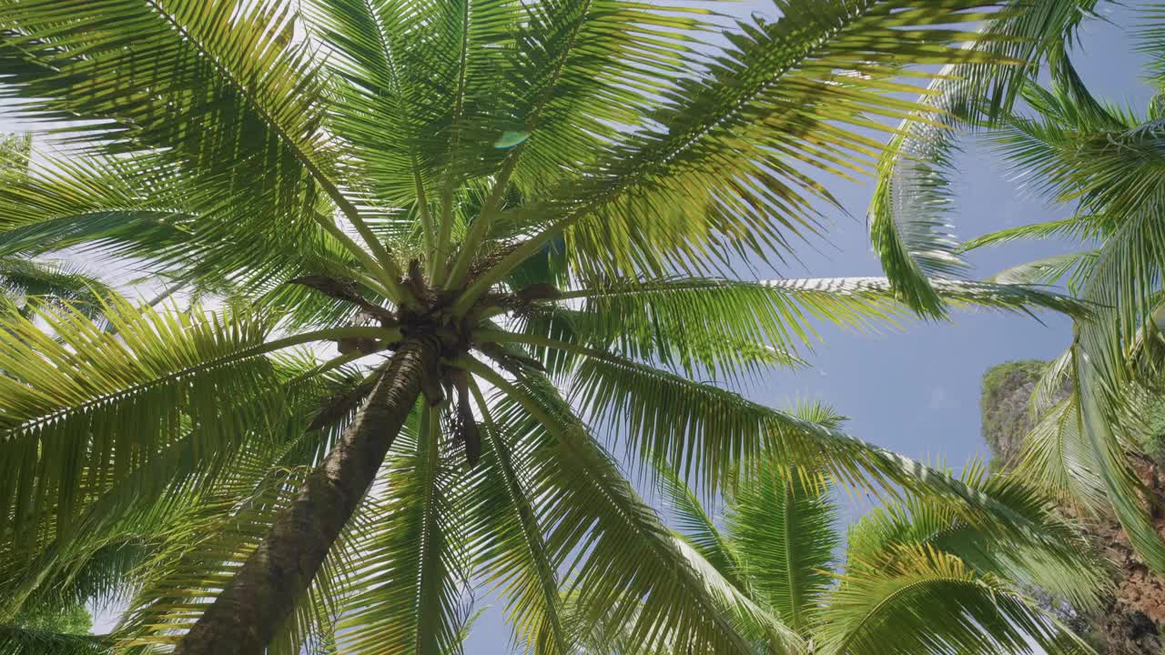 热带海景椰子树夏天的背景。副本的空间。视频下载