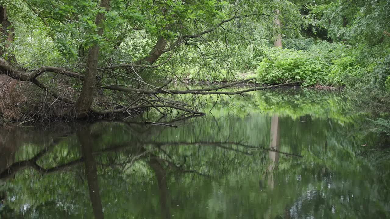 森林里的湖景。视频素材