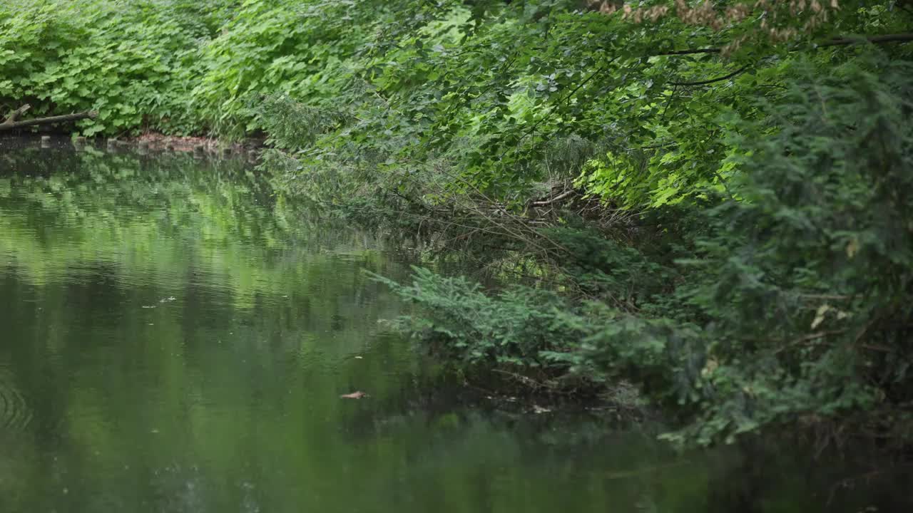 森林里的湖景。视频素材