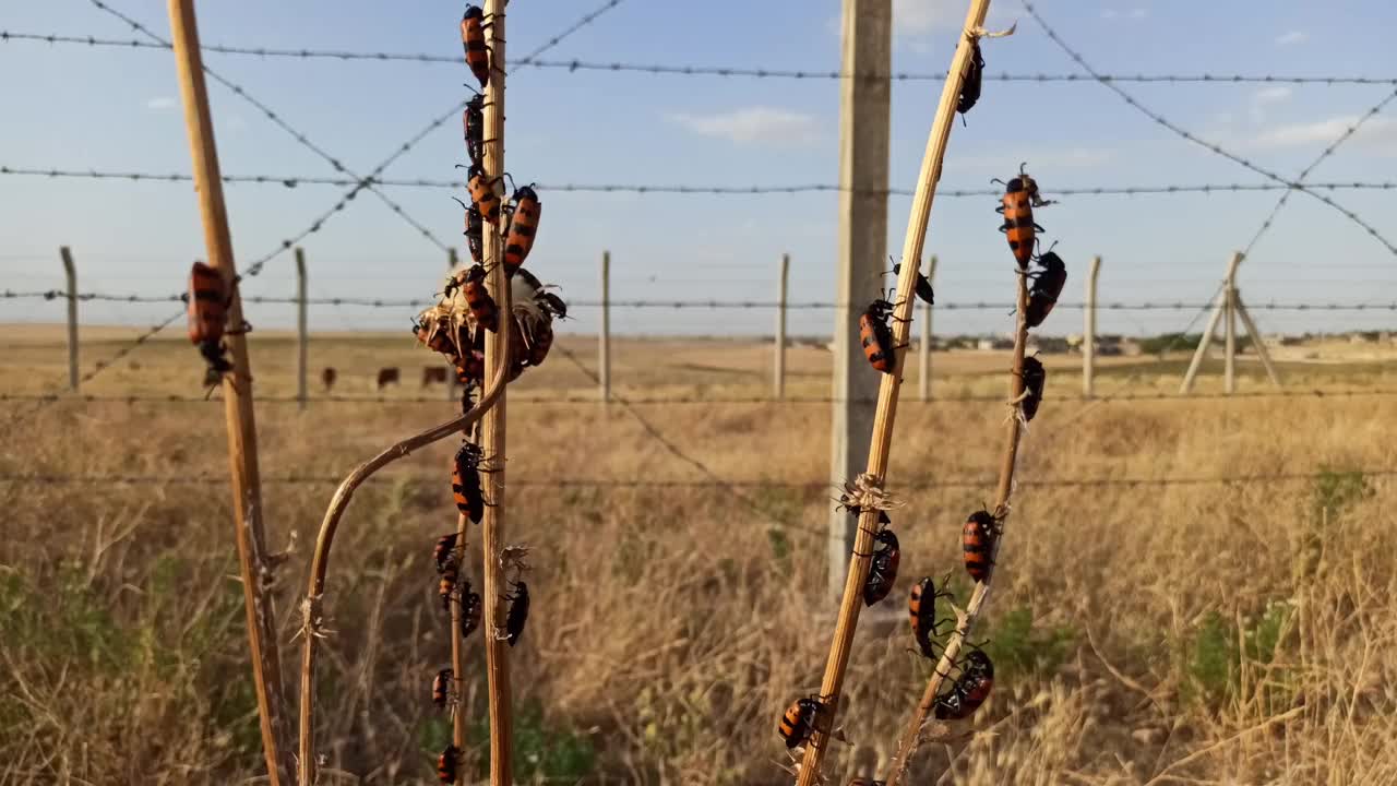 水疱甲虫(Mylabris Calida)视频下载