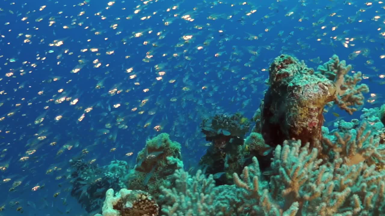 一群鱼在珊瑚礁附近的海洋里游泳视频下载