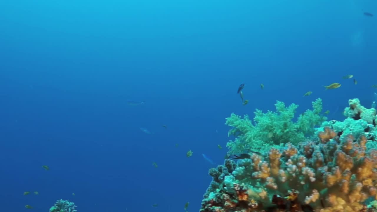 珊瑚礁周围游着各种各样的鱼视频下载