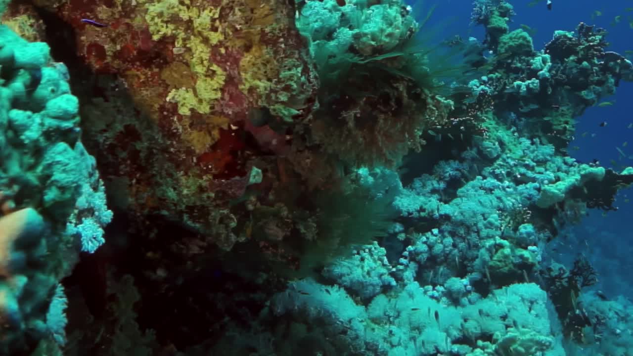 有各种海洋生物的礁石视频下载