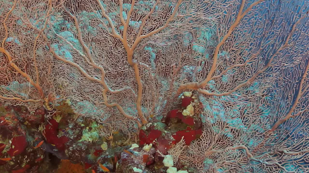 珊瑚礁上生长着红色和绿色的大植物视频下载