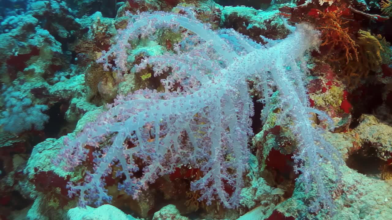 一棵长着红色斑点的白色珊瑚植物生长在礁石上视频下载