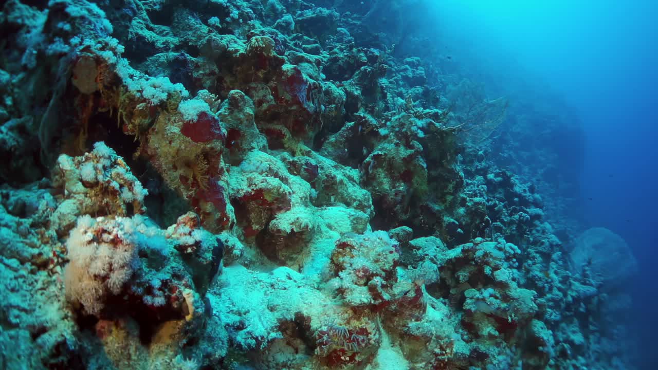 水下珊瑚礁，充满活力的海洋生物和清澈的蓝色海水视频下载