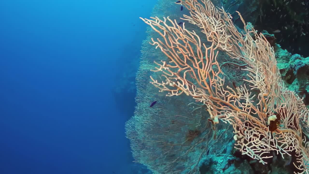 前景中有一大块珊瑚的珊瑚礁视频下载