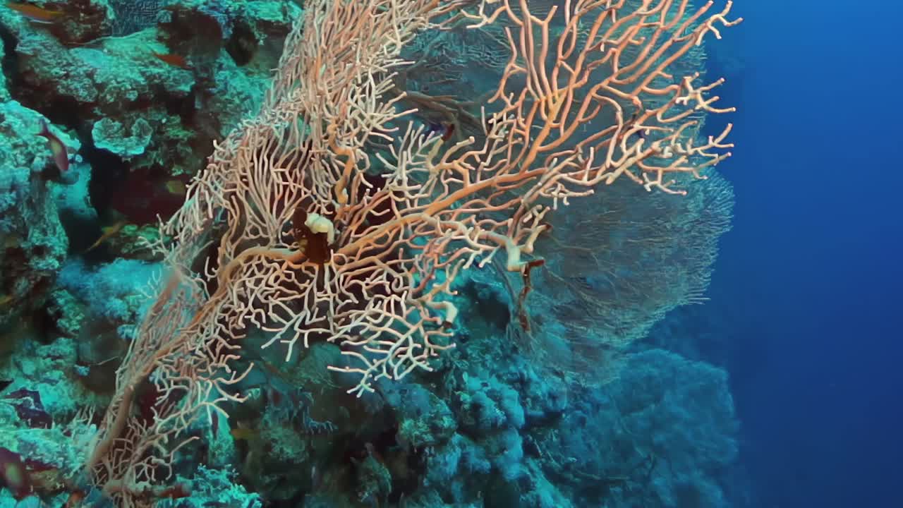 一种珊瑚礁，有一大块橙色和绿色的珊瑚视频下载