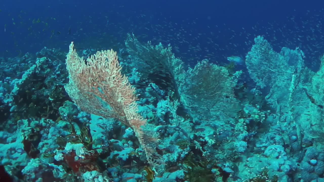 珊瑚礁上有各种各样的植物和鱼类视频下载