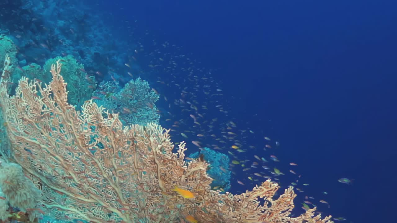 一个珊瑚礁，有一棵巨大的绿色植物和一群鱼在它周围游泳视频下载