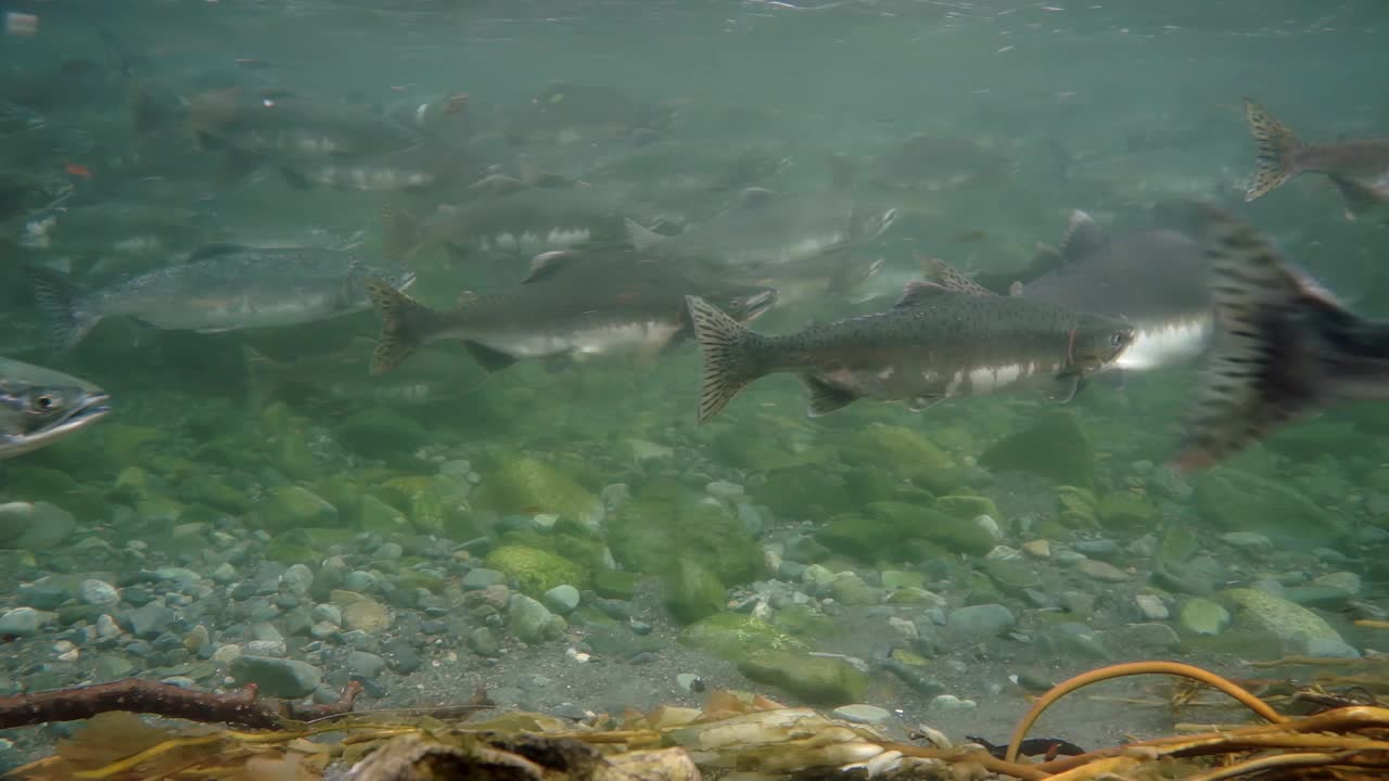 从水下角度观察一条清澈的河流中鲑鱼的迁徙视频下载