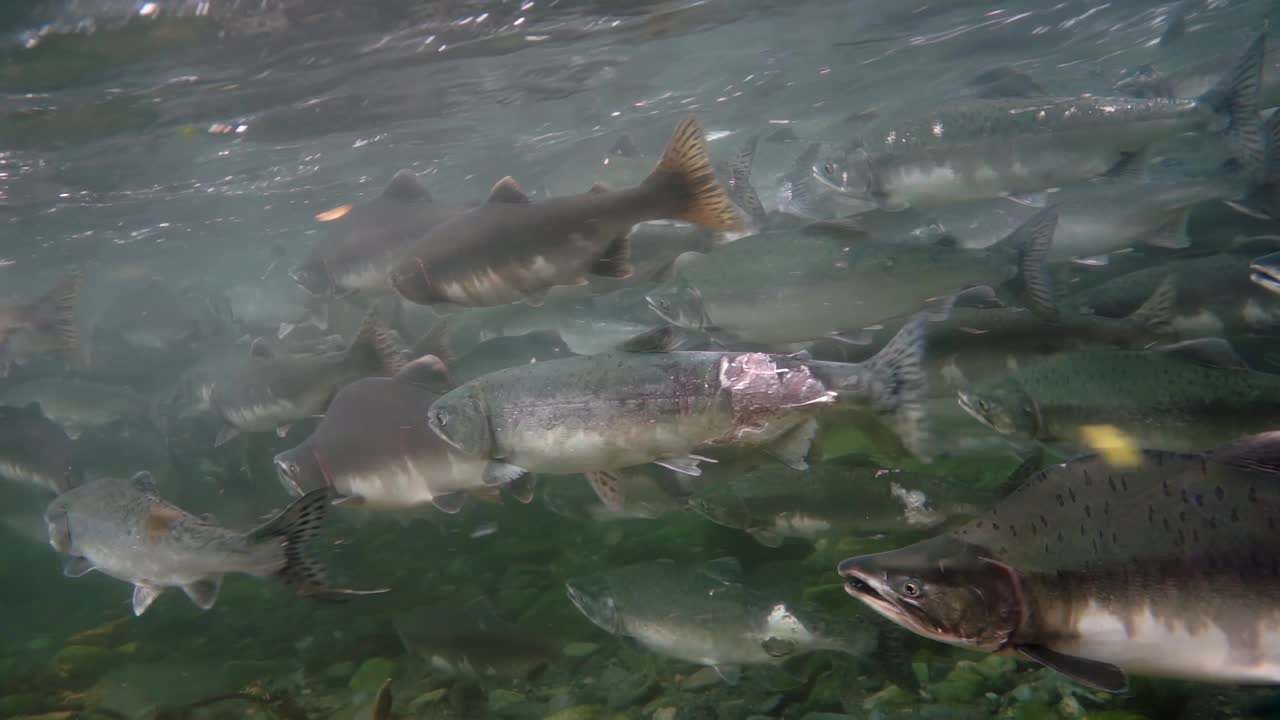 鲑鱼逆流而上，在挑战性的迁徙中表现出决心视频下载
