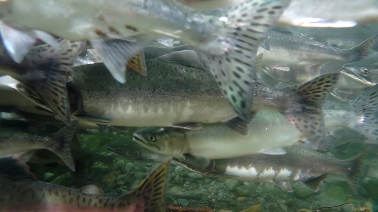 在令人惊叹的水生生态系统中观察鲑鱼的水下迁徙视频下载