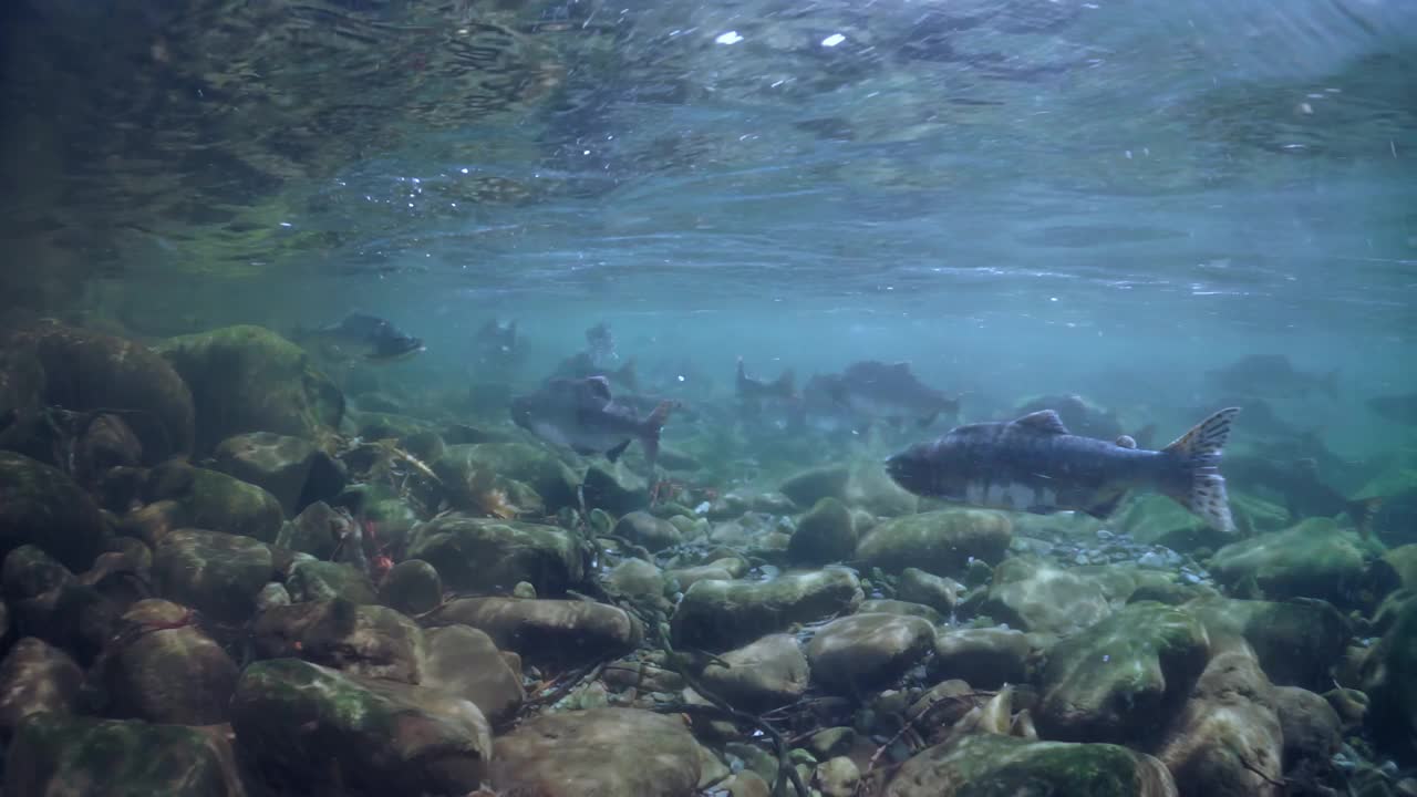 水下河景与游泳鲑鱼在他们的自然栖息地视频素材