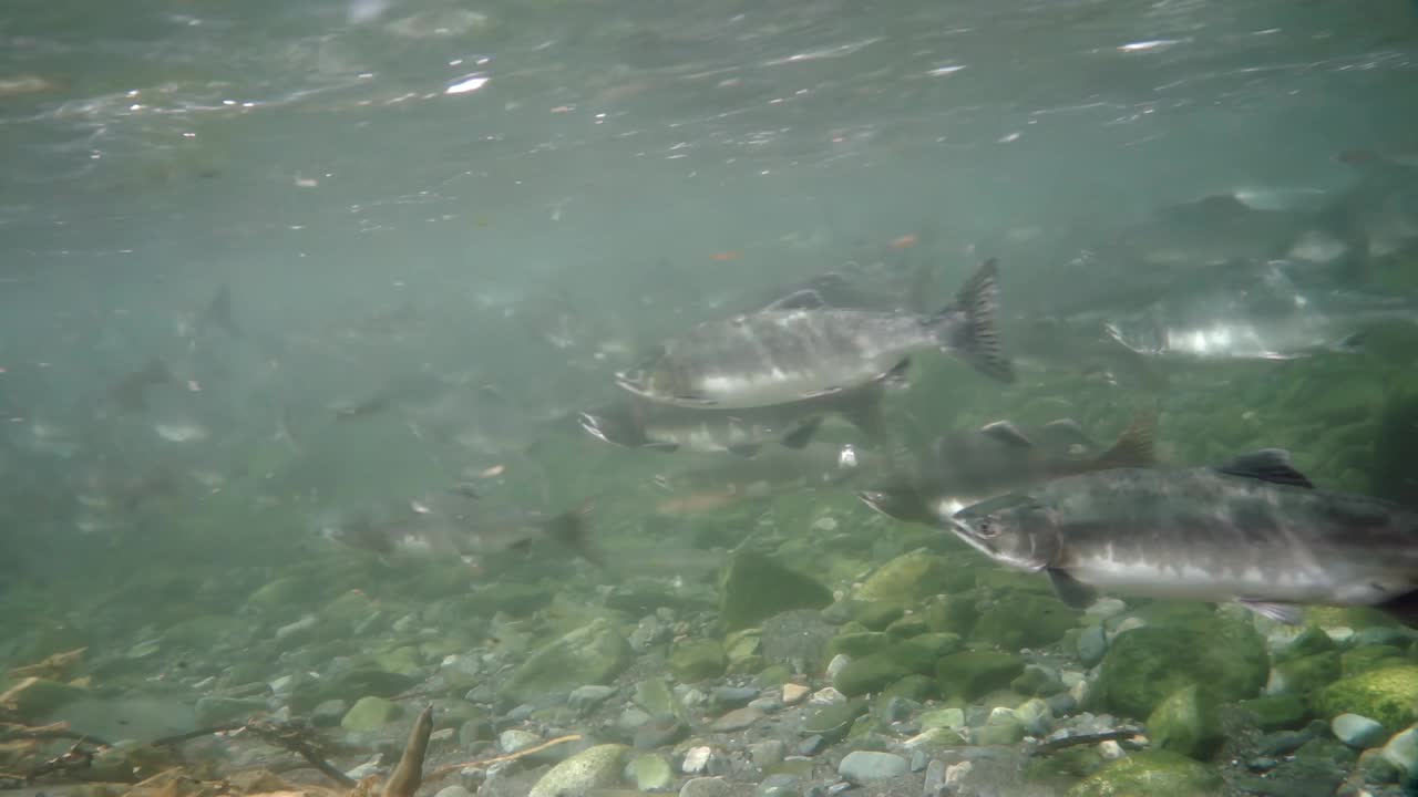 一群在河里游泳的鱼视频下载