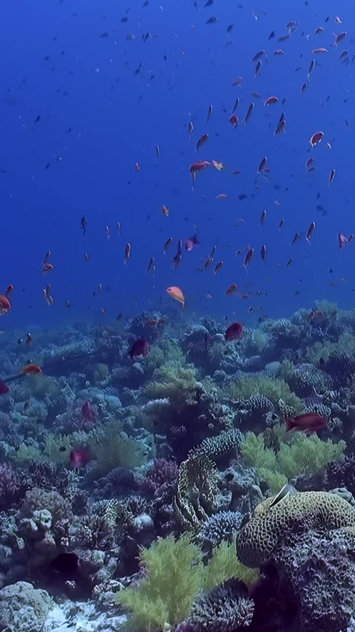 蓝海里有黑白相间的鱼视频下载