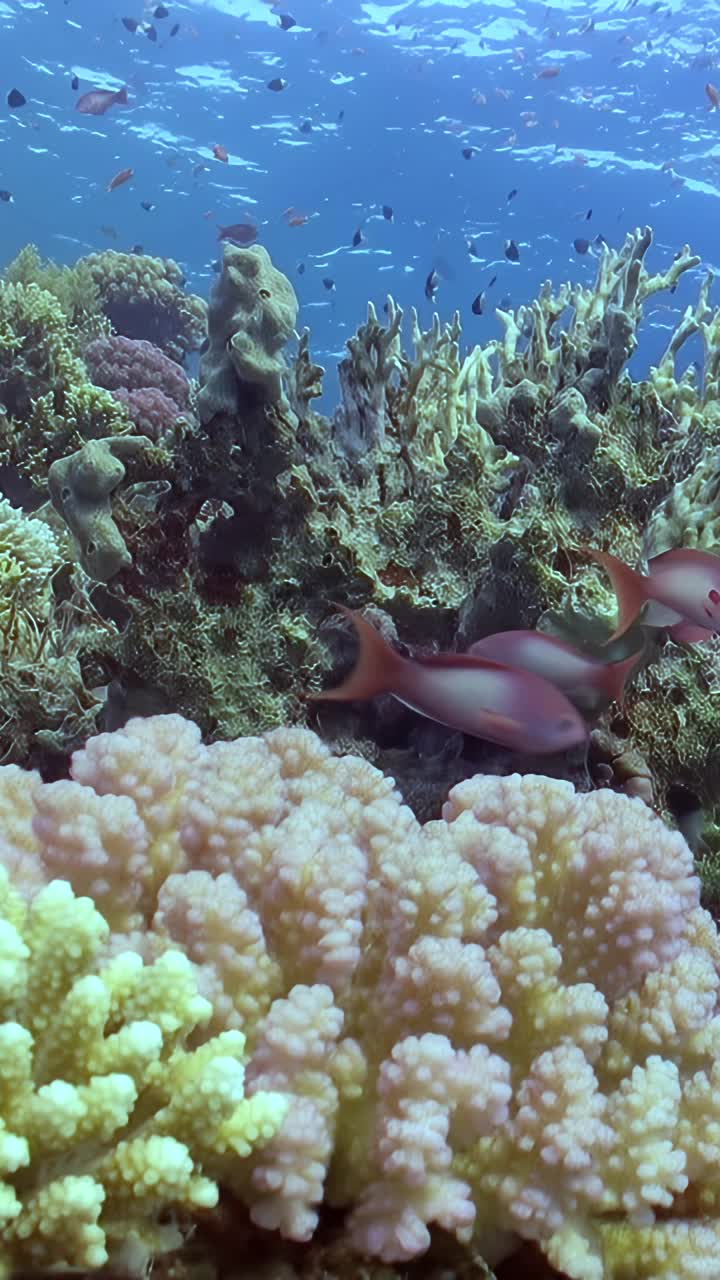 水下有鱼和珊瑚的场景视频下载