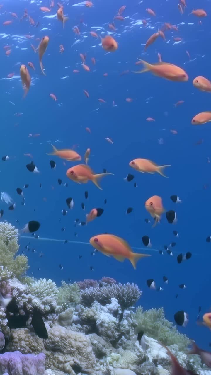 海洋里一群橙色的鱼视频下载