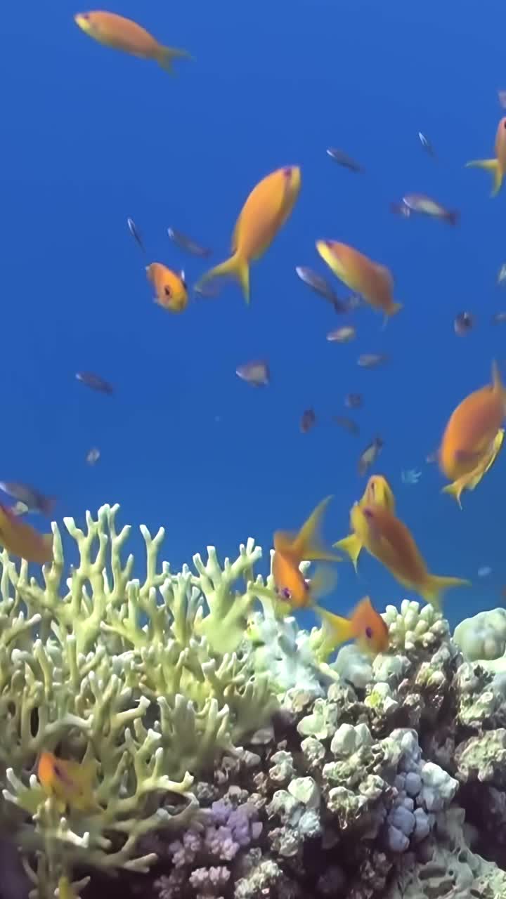 一群五颜六色的鱼在海洋里视频下载