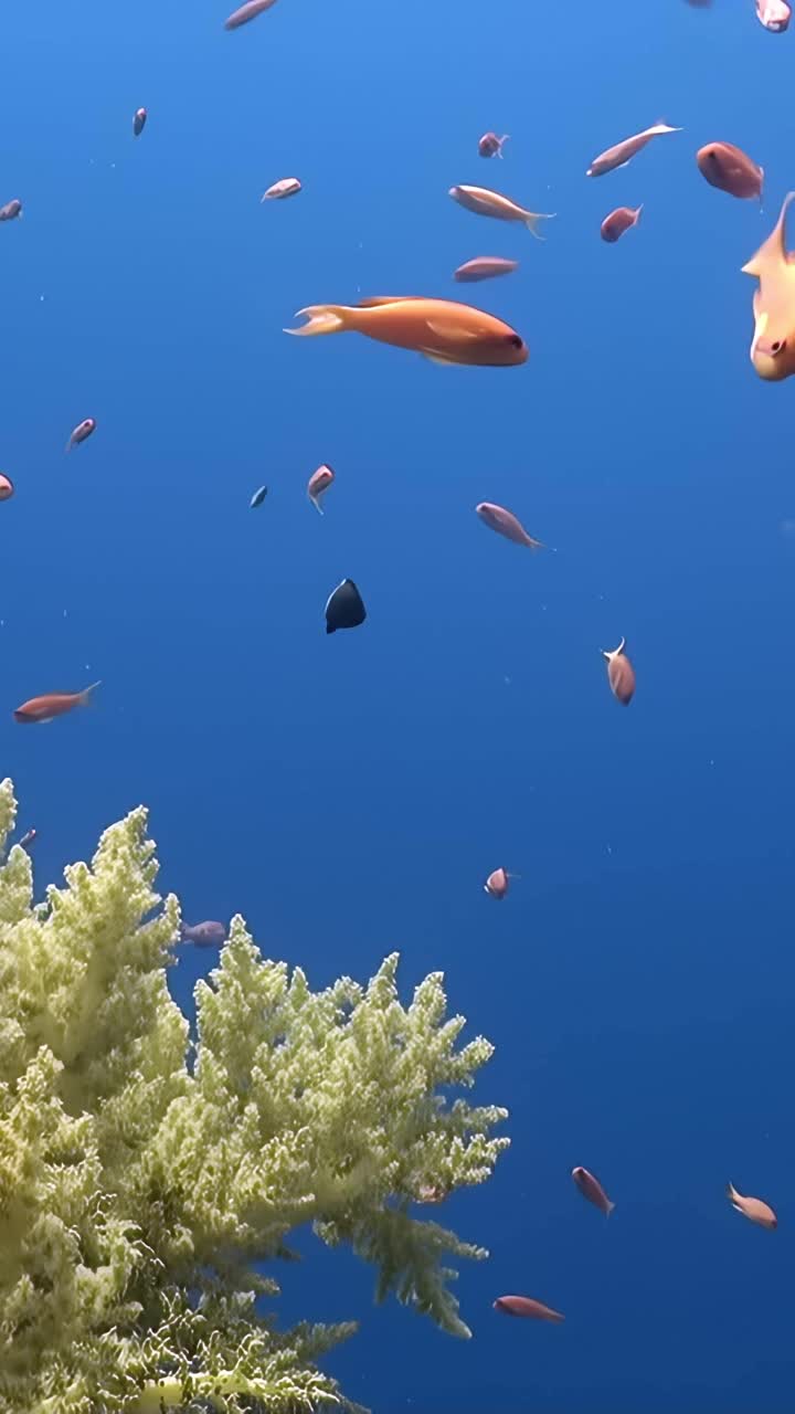 一群鱼在海里游泳视频下载