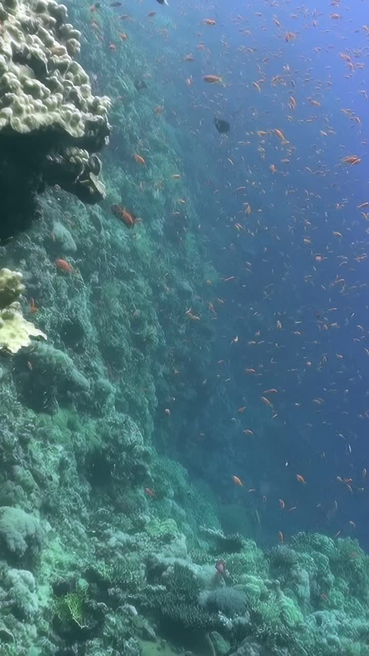一群橙色和黑色的鱼视频下载