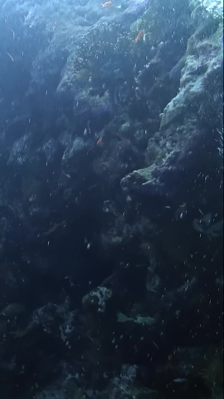 深蓝色的海洋里有很多鱼在游动视频下载